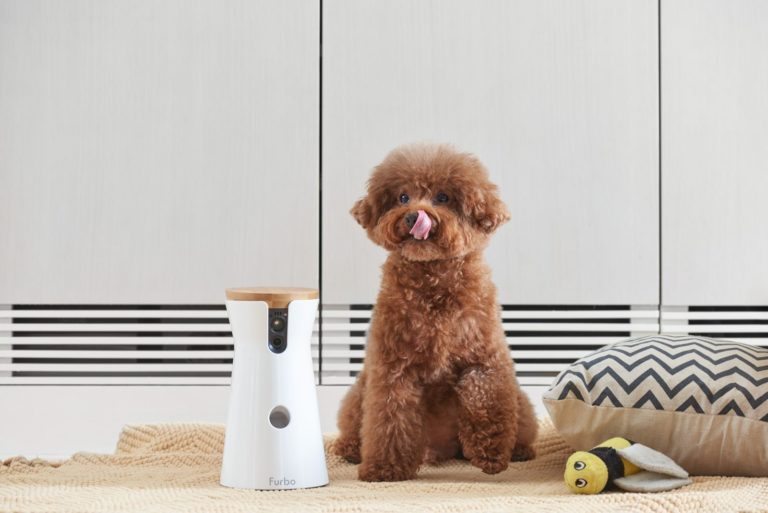 Best Dog Gadgets: Essentials Your Pet Will Need