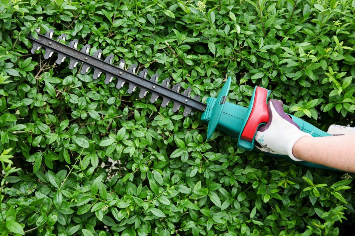 top cordless hedge trimmers