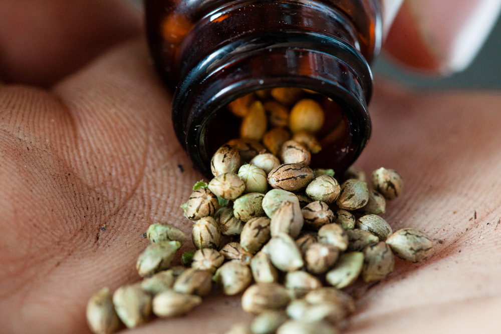 Seed семена марихуаны можно ли из сухого семени конопли