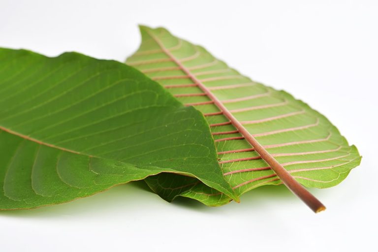Healthy Benefits and Risk of Red Kratom – 2023 Guide