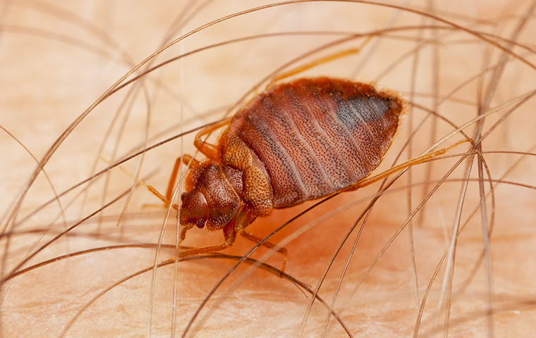 Get Rid of Bedbugs in Your Home With These Effective Remedies