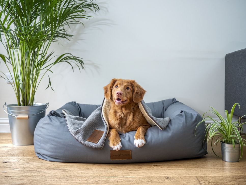  How to Choose the Best Dog Bed for Big Dogs? thumbnail