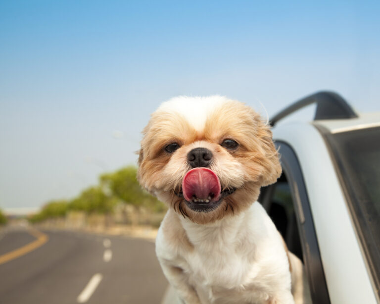 How to Prepare Your Dog For a Long Road Trip