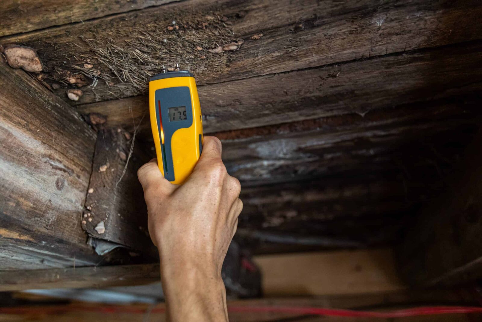7 Early Signs Your Home Needs Crawl Space Mold Removal thumbnail