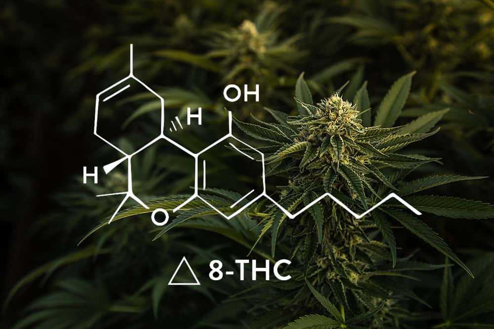 4 Things to Know About Tetrahydrocannabinol (Delta 8 THC)
