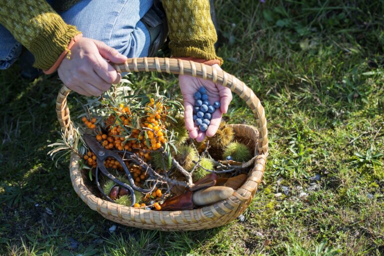 Discover the Joys of Foraging in the Wild: A Beginner’s Guide (2023)