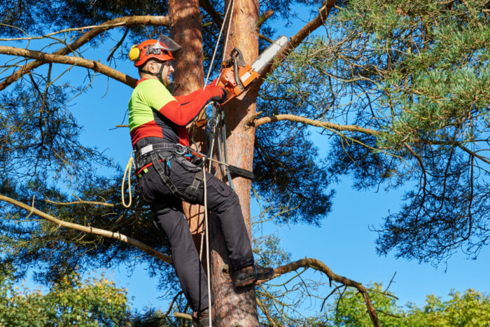 The Tree Whisperer: Why Hiring an Arborist Is Essential thumbnail