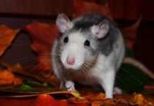 Protect Your Home from Rats