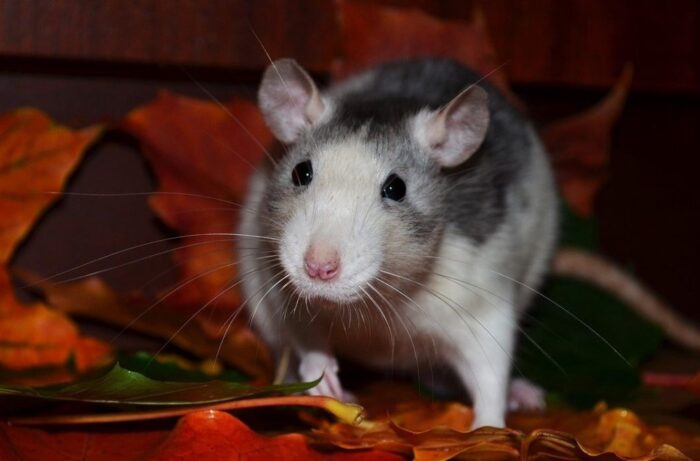 Comment protéger votre maison des rats : un guide complet