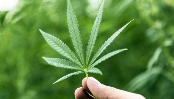 Potential Benefits of THC