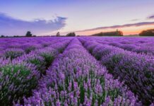 2024 Provence Lavender Season