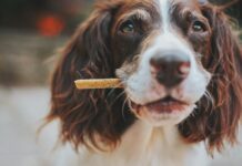 The Ultimate Guide to CBD Soft Chews for Dogs