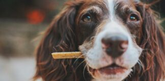The Ultimate Guide to CBD Soft Chews for Dogs