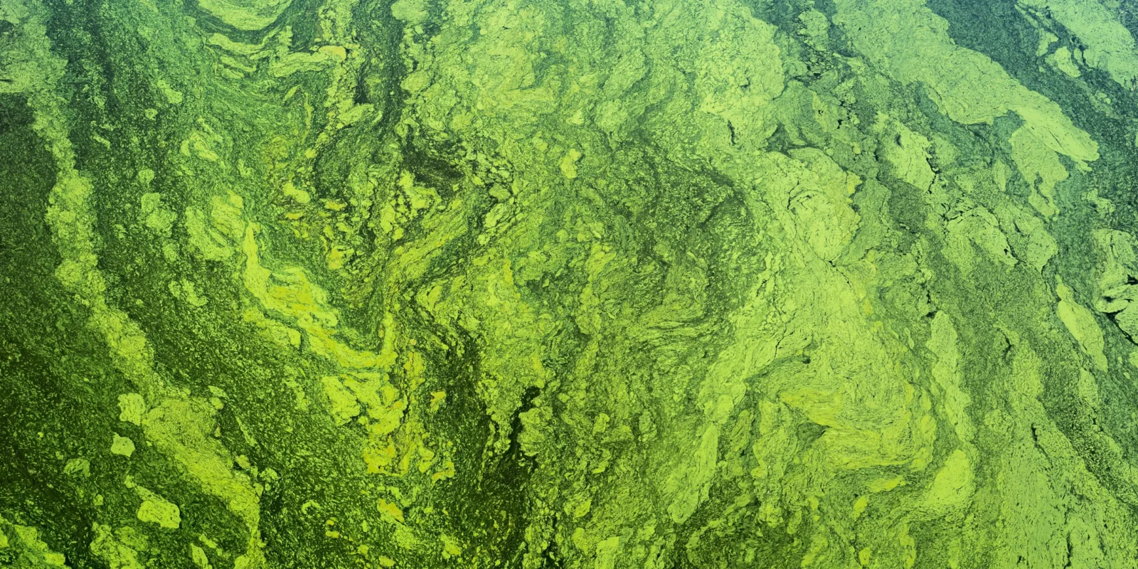 Physical Removal of Algae